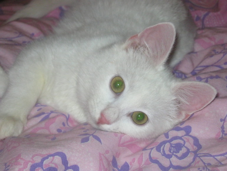 Мой любимчик. Шугар.