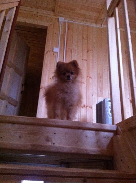 Собака и ив)))