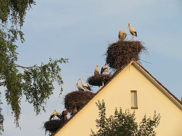 девочки=)))ловите аистов=)))