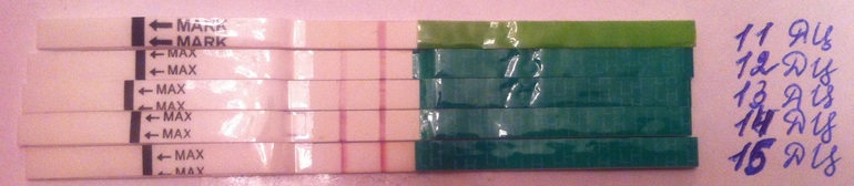 Когда овуляция?