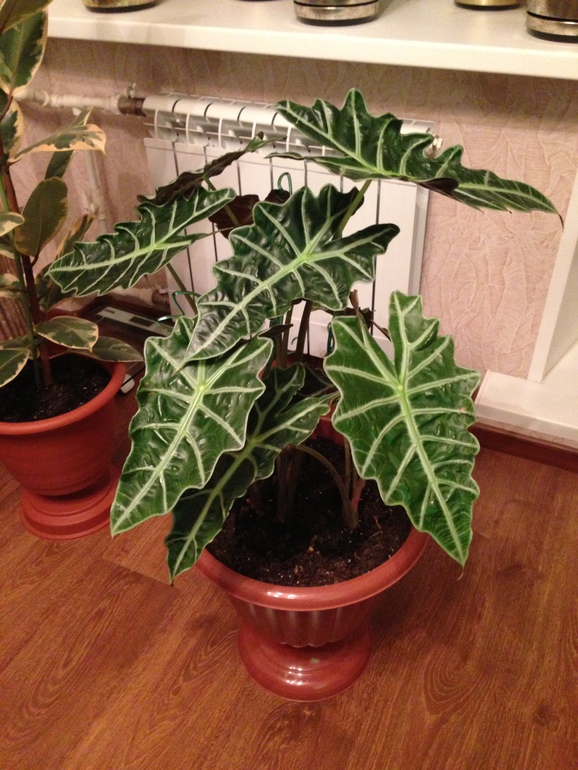 мои любимчики