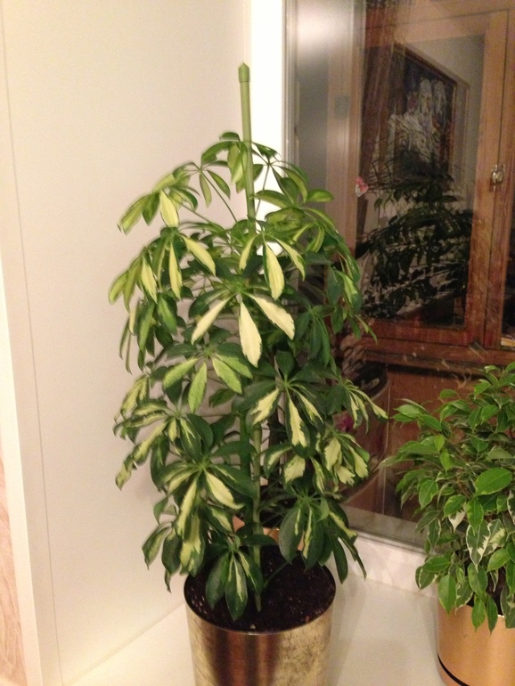 мои любимчики