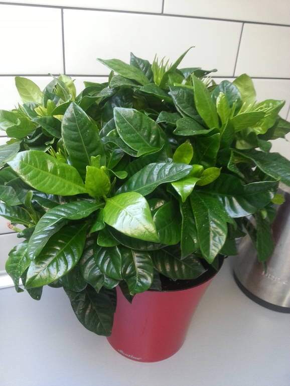 гардения жасминовая