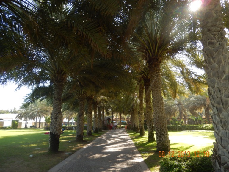 Coral Beach Resort 4* в Шарже, декабрь 2013 г.