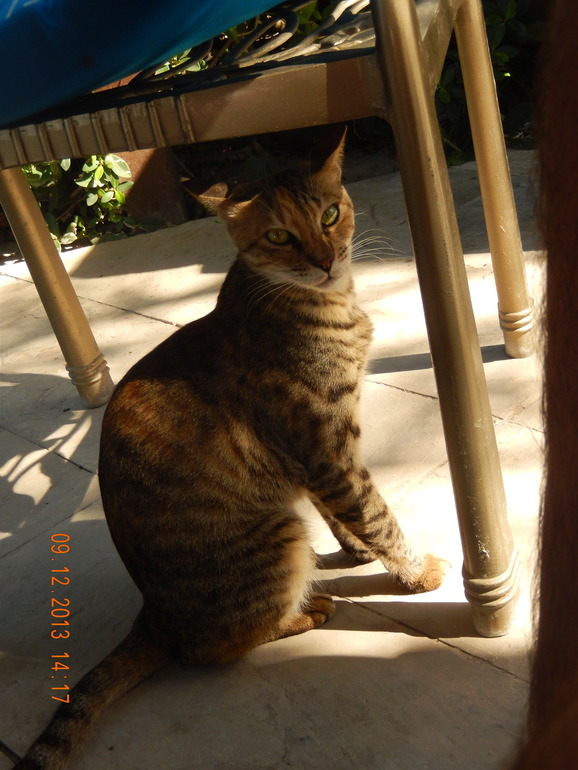 Coral Beach Resort 4* в Шарже, декабрь 2013 г.