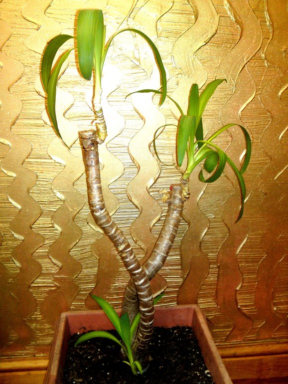 Пора и мне похвастаться своими зеленушками :)