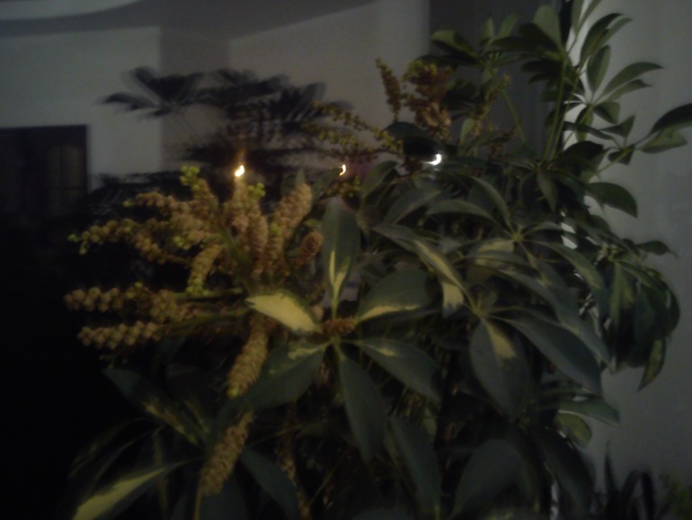 Шеффлера зацвела !!!!!!!!!