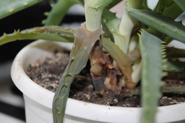 Секретная защита вашего дома: какой оберег на дверь работает всегда