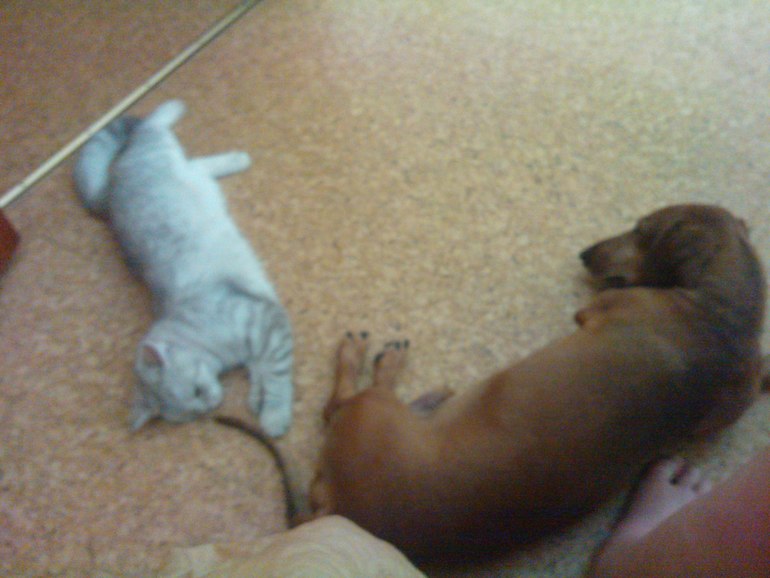 Принимайте и наших любимцев!:)