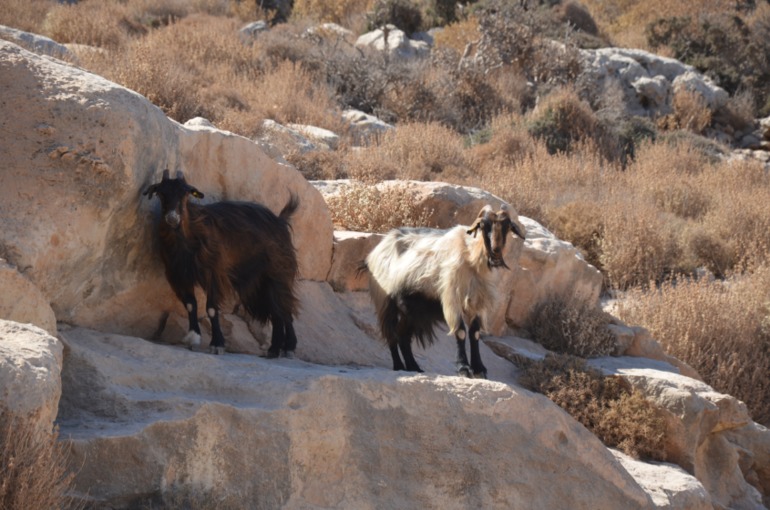 Aquis Zorbas Village и наши поездки по Криту. 1 часть