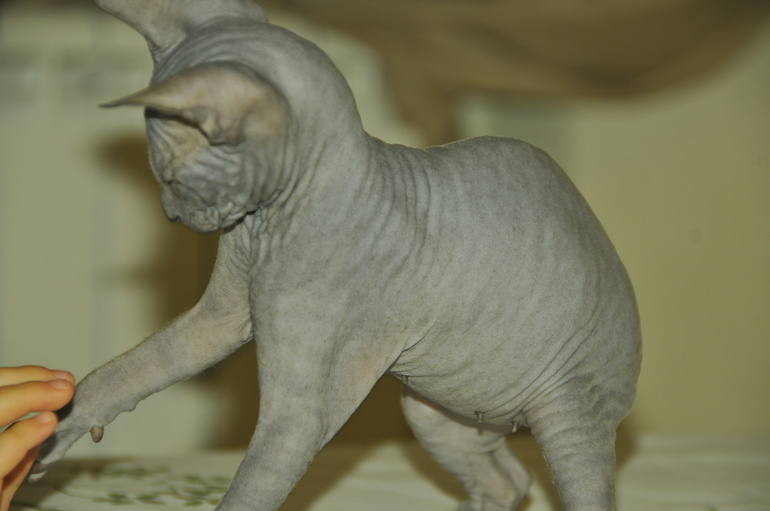 вот и все...отдали последнего котенка-Тигренка((