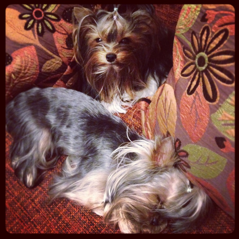 Долька и Куся)