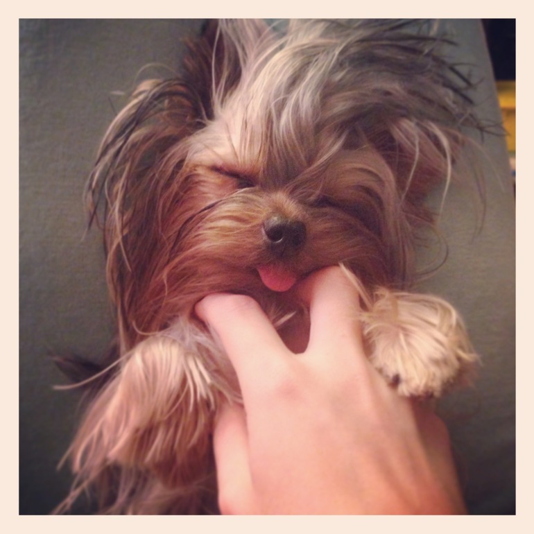 Теперь Куся беременна!!!