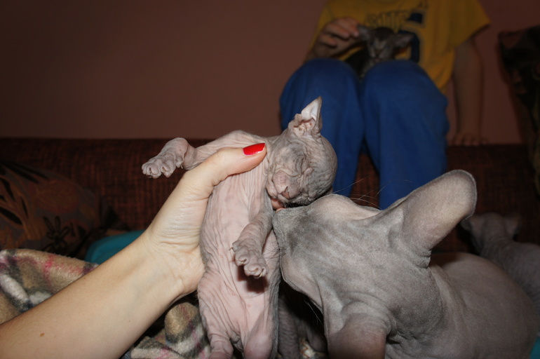 Наше семейство эльфов))))