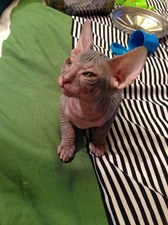 Ушастики наши любимые!