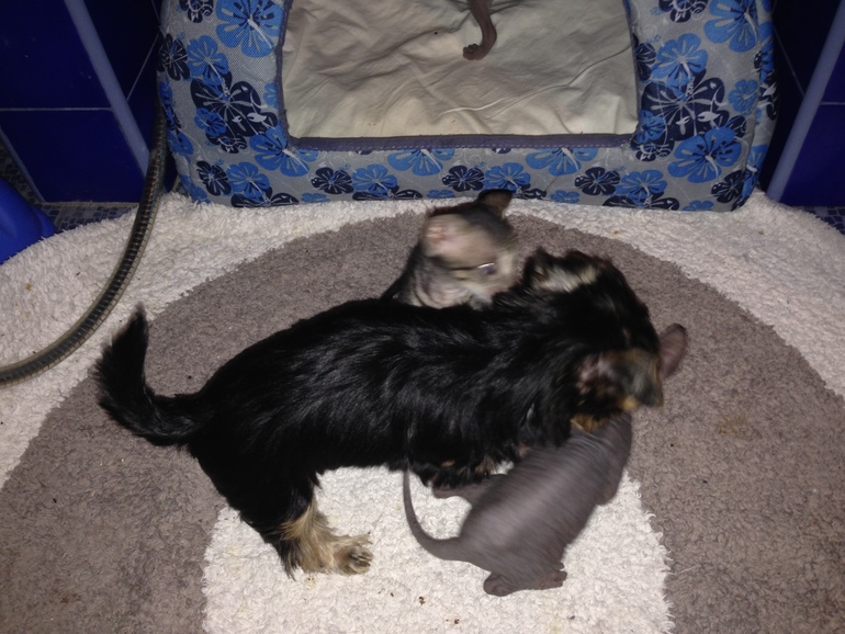 наш Котенок номер 5)))