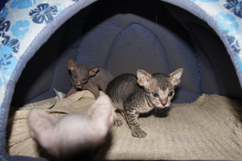 Наше семейство эльфов))))