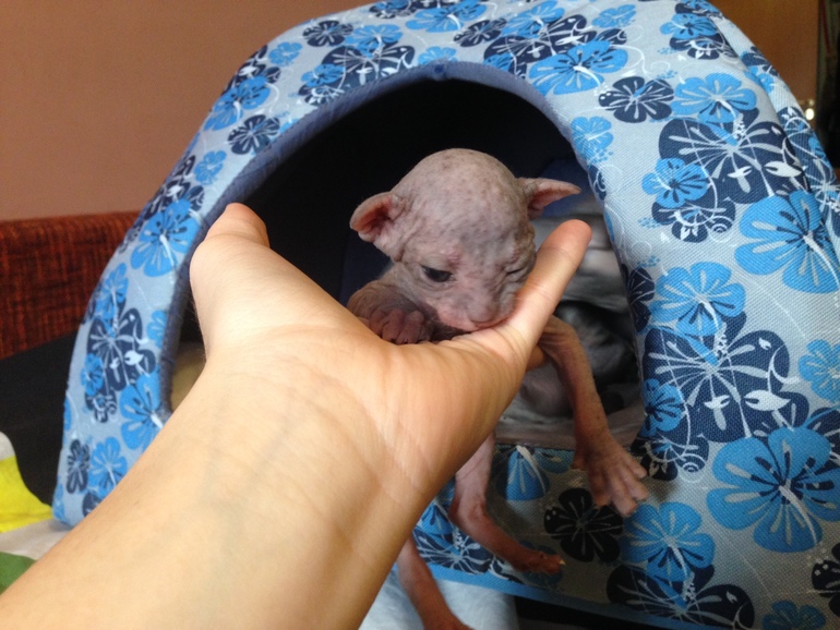 16 дней крыськам моим))