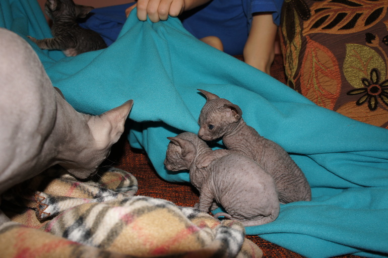 Наше семейство эльфов))))