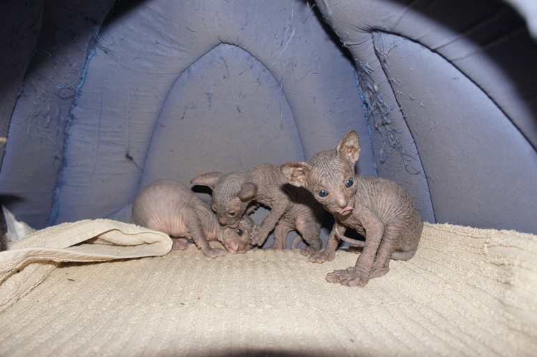 Наше семейство эльфов))))