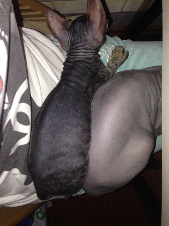 вот и все...отдали последнего котенка-Тигренка((