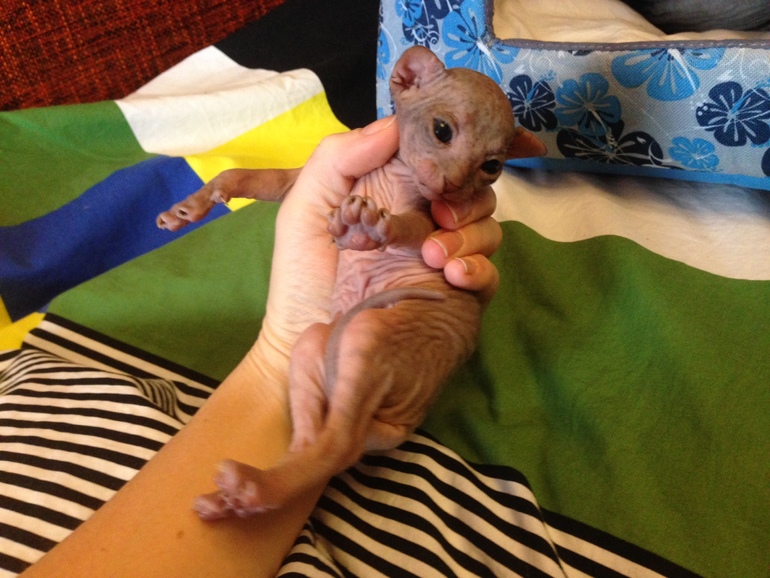 16 дней крыськам моим))