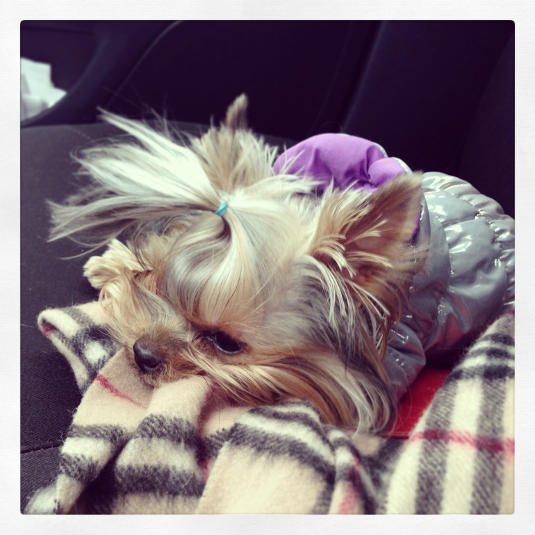 Теперь Куся беременна!!!