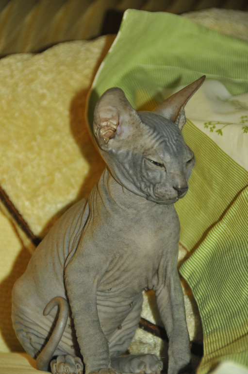 вот и все...отдали последнего котенка-Тигренка((