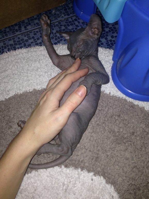 Ушастики наши любимые!