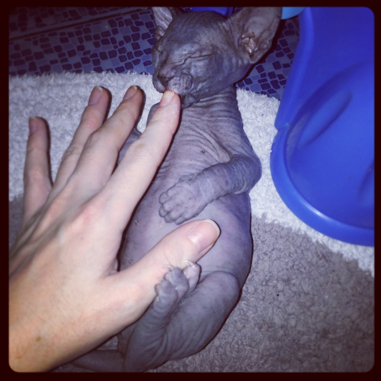 Ушастики наши любимые!