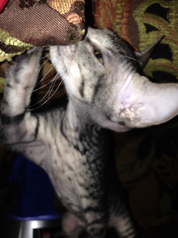 вот и все...отдали последнего котенка-Тигренка((