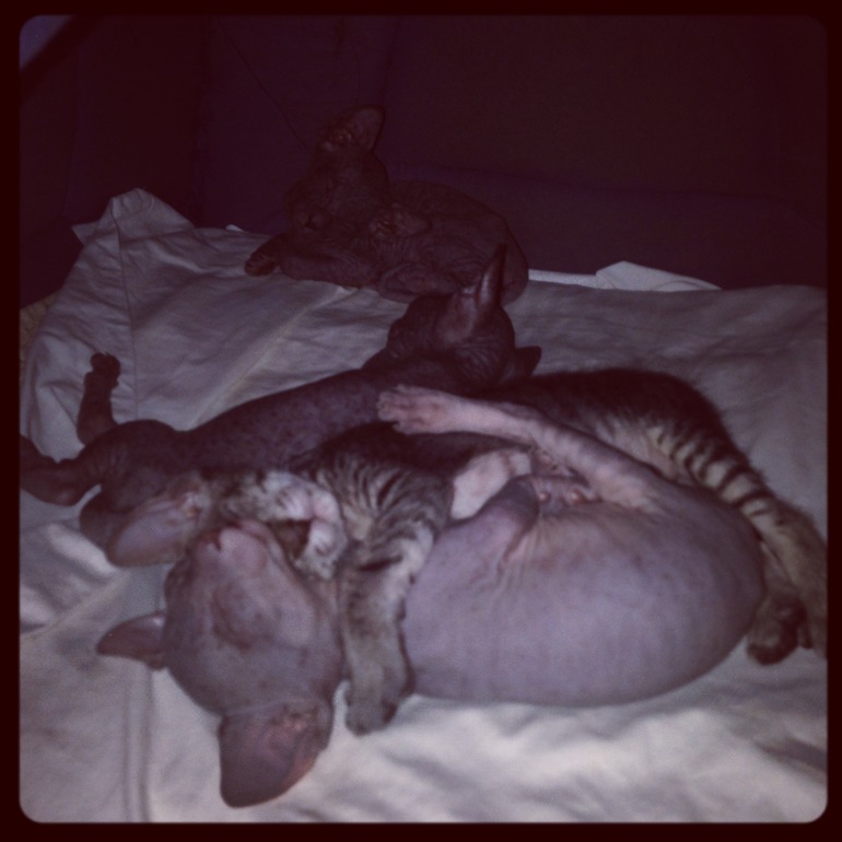 4 недельки крысяткам моим)))