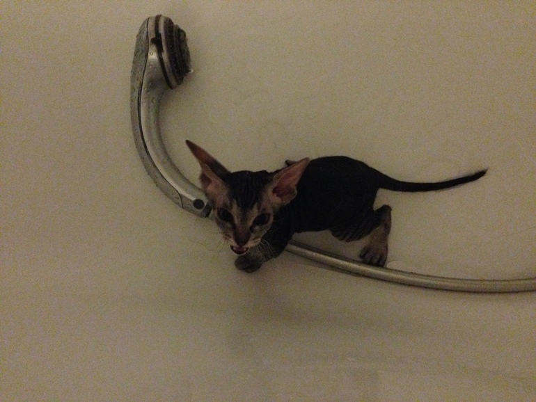 вот и все...отдали последнего котенка-Тигренка((