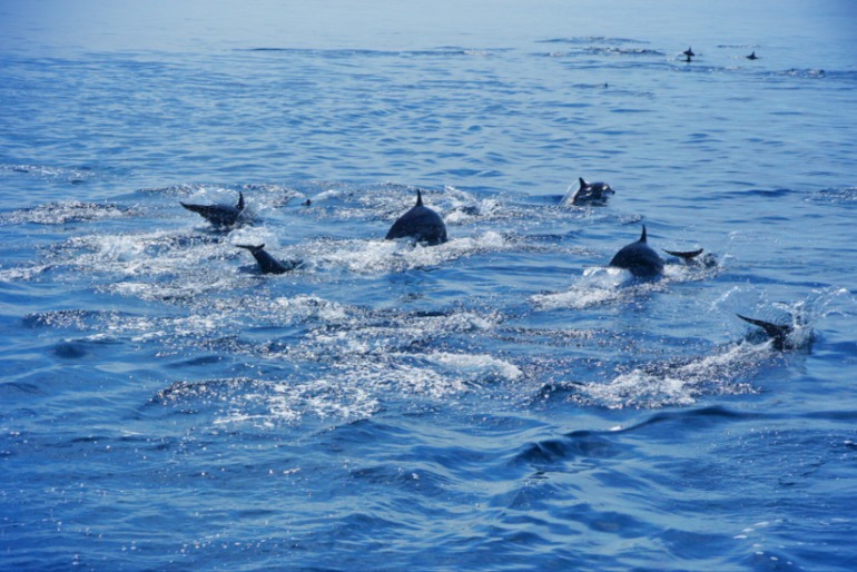 Про Мальдивы с двумя детьми - Часть 2 - Palm Beach Resort