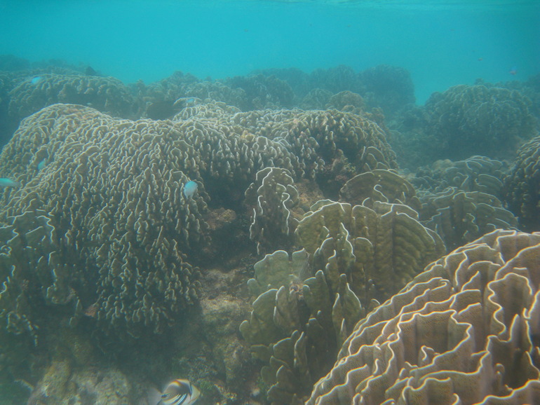 Про Мальдивы с двумя детьми - Часть 2 - Palm Beach Resort