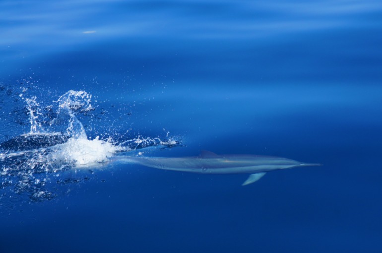 Про Мальдивы с двумя детьми - Часть 2 - Palm Beach Resort