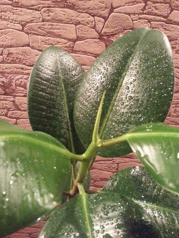 Мои помощники))))))