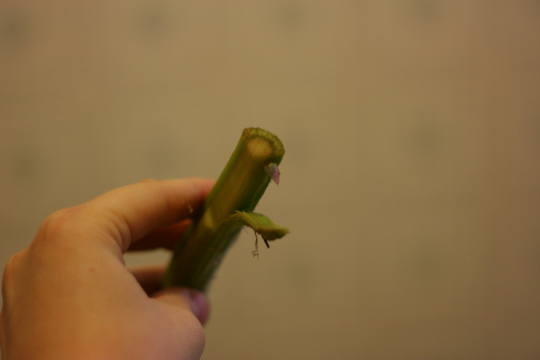 Гарнир: артишоки