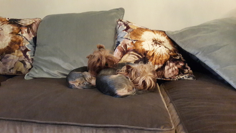 Гостиная +столовая