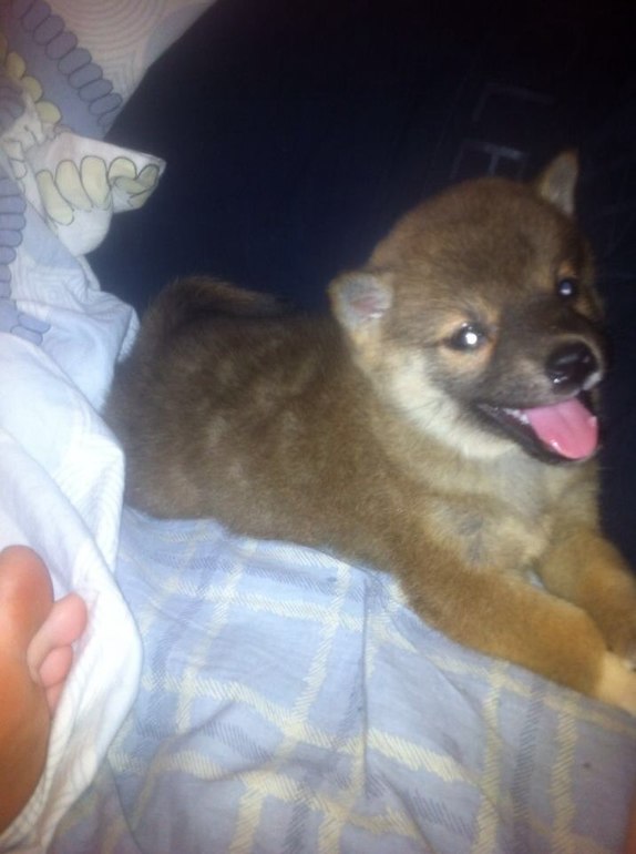 Пополнение в семье