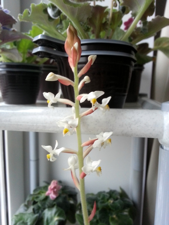 Лудизия цветет))