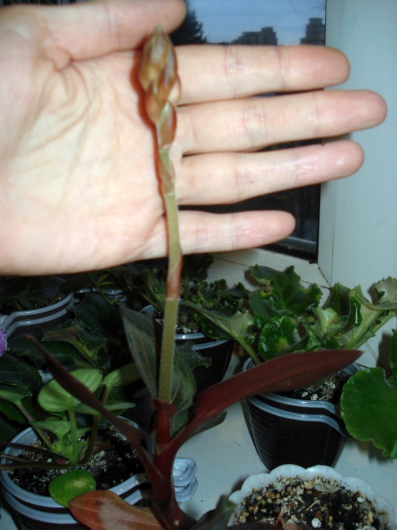 Как и обещала))