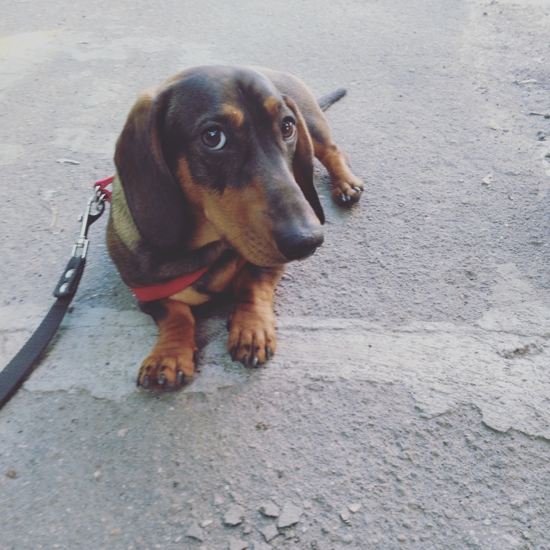 авито такса в добрые руки