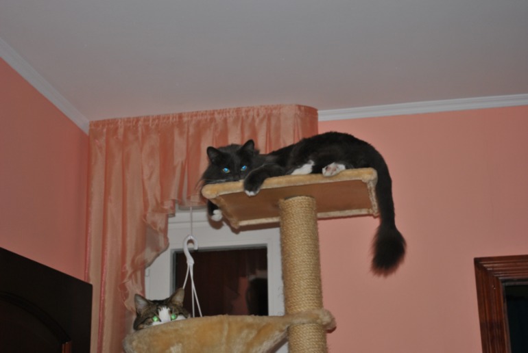 Про одного везучего кота или мой опыт участия в спасении бездомышей!