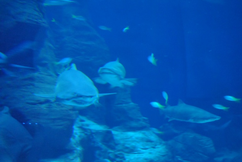 Аквариум в Монпелье!