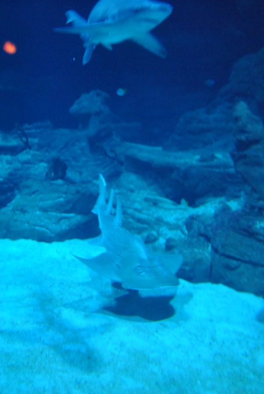 Аквариум в Монпелье!