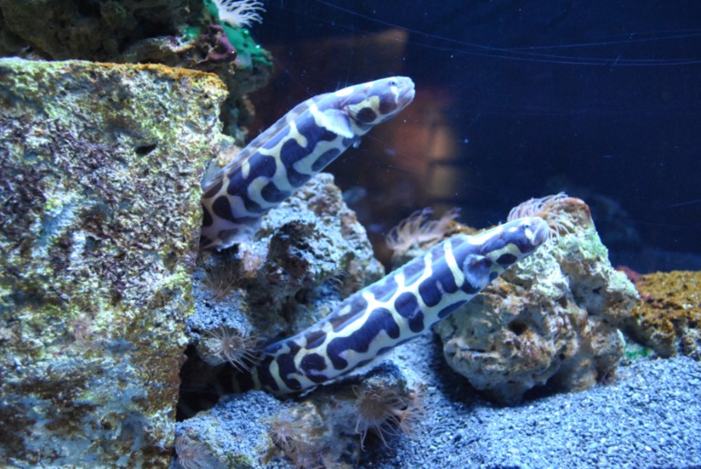 Аквариум в Монпелье!