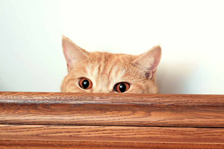 Мы еще подросли - нам 2 года