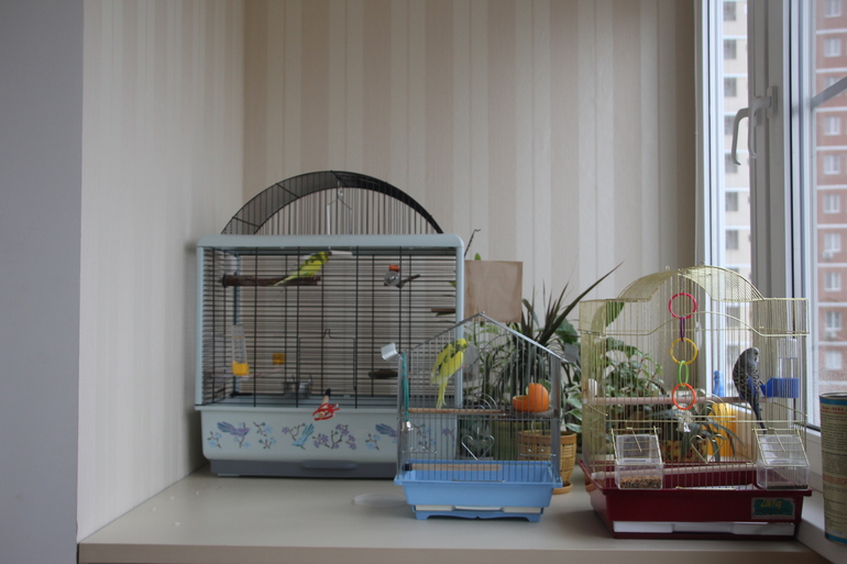 Забрала птиц!!!