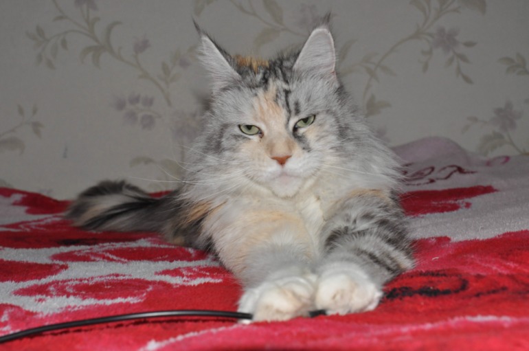 наш черепаховый мейн-кун